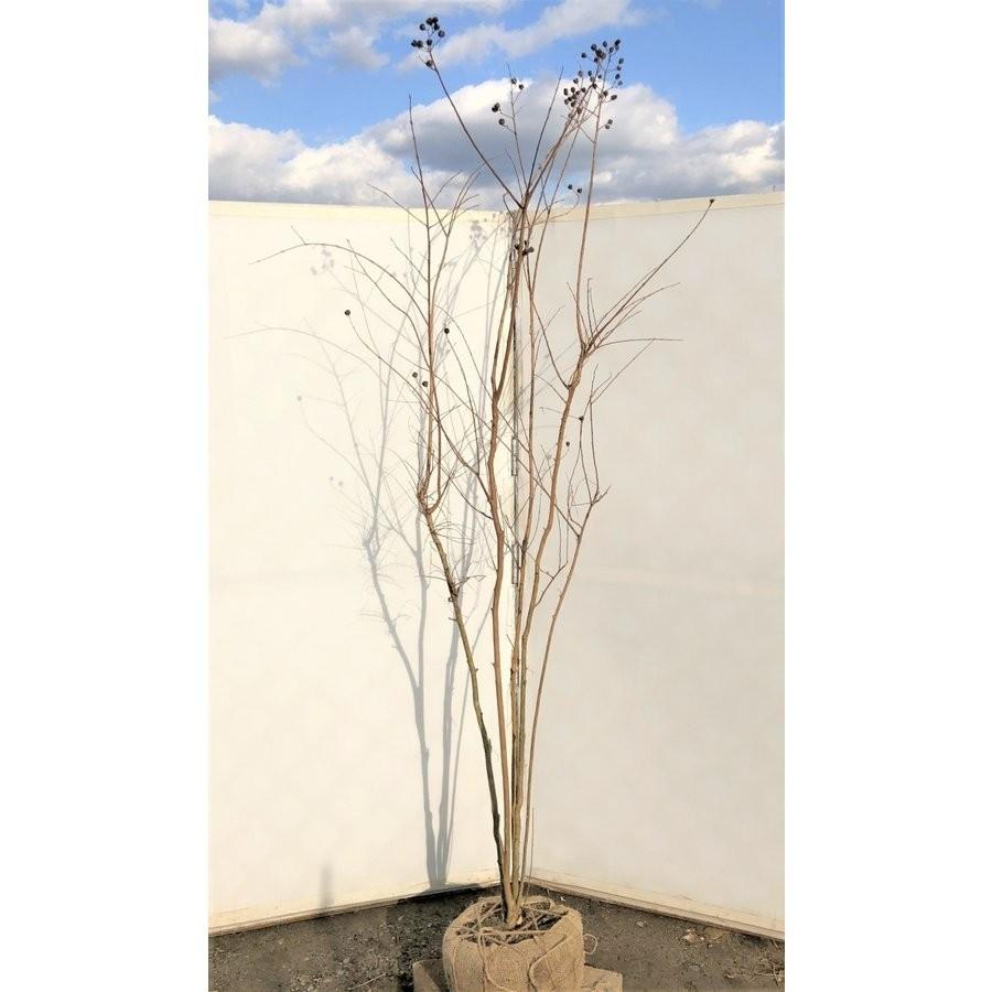 サルスベリの木 ピンク花 株立ち 約2m 特大株 植木苗木 赤花 百日紅