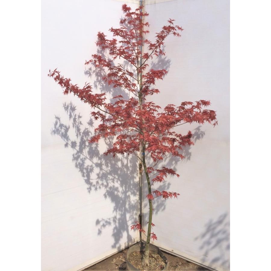 クロビイタヤ　苗木　紅葉樹　大苗1本小苗4本 クロビイタヤ 苗木 紅葉樹 大苗1本小苗4本 クロビイタヤ苗木 緑と赤の