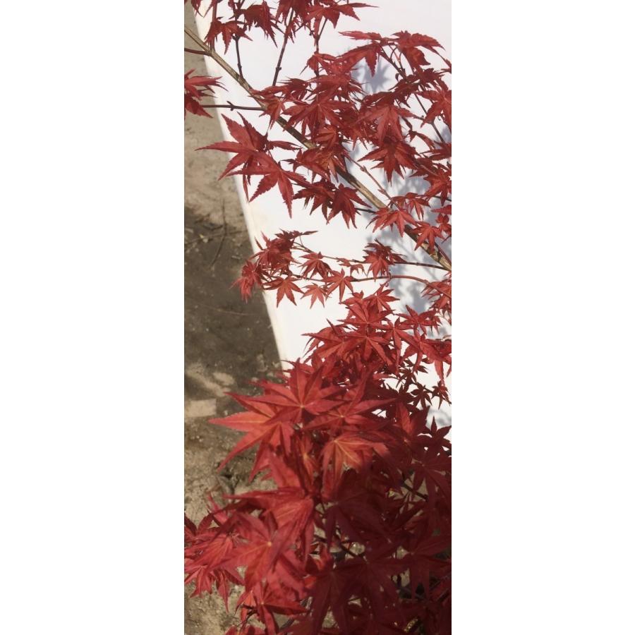 モミジ セイガイ 約1.5m 紅葉 大株植木苗木 鮮やかな赤葉 超希少品種