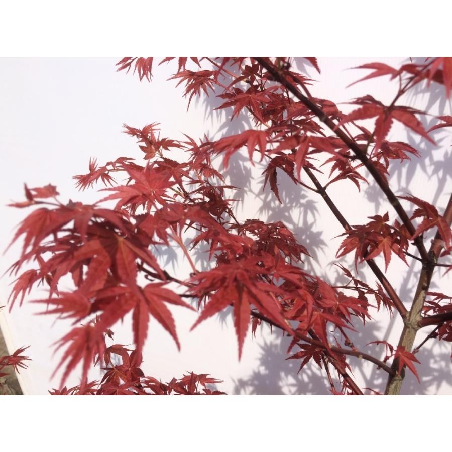 モミジ セイガイ 約1.5m 紅葉 大株植木苗木 鮮やかな赤葉 超希少品種