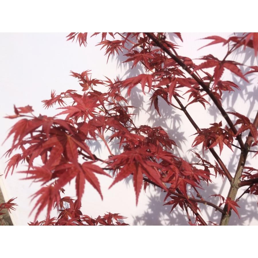 モミジ セイガイ 約1.7m 紅葉 大株植木苗木 鮮やかな赤葉 超希少 モミジ セイガイ 約1.7m 紅葉 大株植木苗木 鮮やかな赤葉 超希少