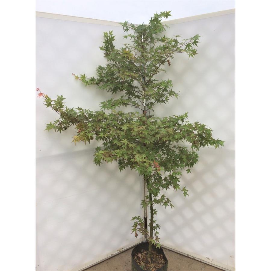 モミジ セイガイ 約1.7m 紅葉 大株植木苗木 鮮やかな赤葉 超希少品種