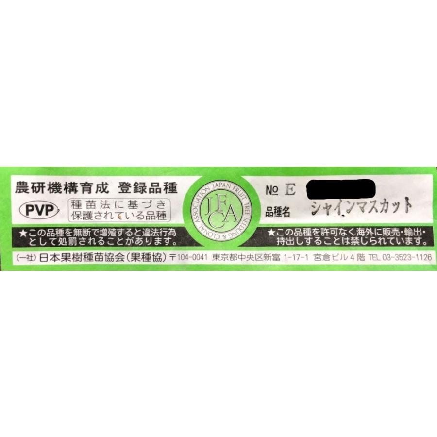 超特大シャインマスカット 約2.5m 超特大苗木 果樹 規格販売 ぶどうの