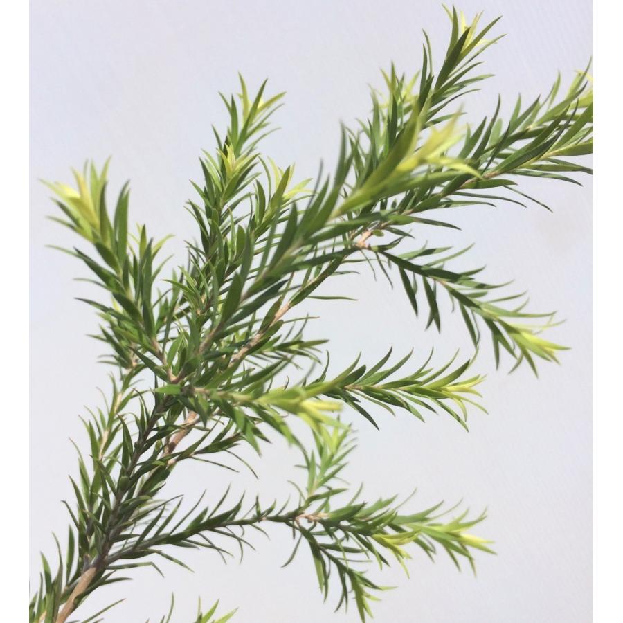 メラレウカ　シャイニングアロー　特大株　約2.5ｍ　現品発送　常緑樹苗木　ティーツリー　メディカルツリー　お買い得なお任せ株　送料無料 花、ガーデニング 苗木、植木 F1302844675(12402円)