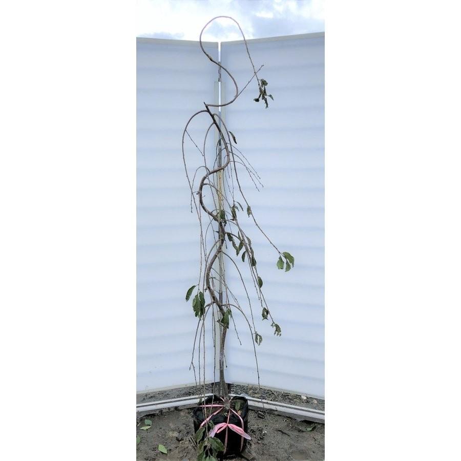 しだれ富士桜 約1.7m 2色咲きに見えるしだれ桜 特大植木苗木