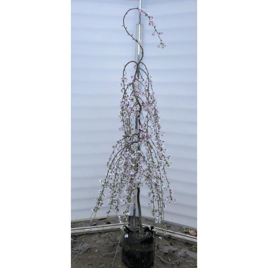枝垂れ桜　　高さ約1.7メートル しだれ富士桜 約1.7m 2色咲きに見えるしだれ桜 特大植木苗木