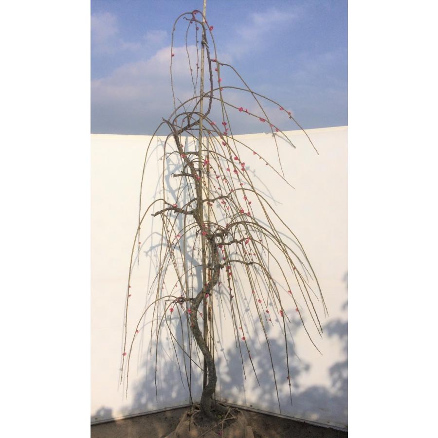 しだれ梅 紅梅 約2.2m 希少な真紅の赤花 美樹形株 特大株 植木苗木