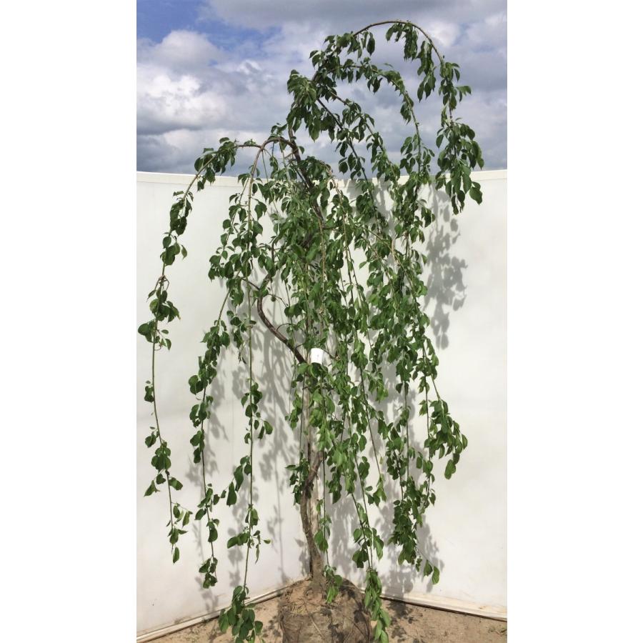 しだれ梅 紅梅 約2.2m 希少な真紅の赤花 美樹形株 特大株 植木苗木