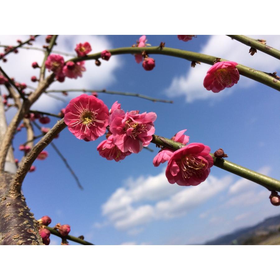 しだれ梅 紅梅 約2.2m 希少な真紅の赤花 美樹形株 特大株 植木苗木