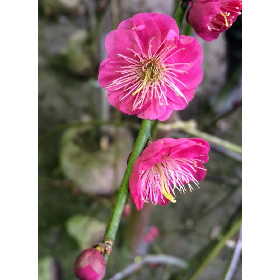 希少 しだれ梅 しだれ梅 約2.5m 希少な真紅の赤花 美樹形株 特大株 植木苗木