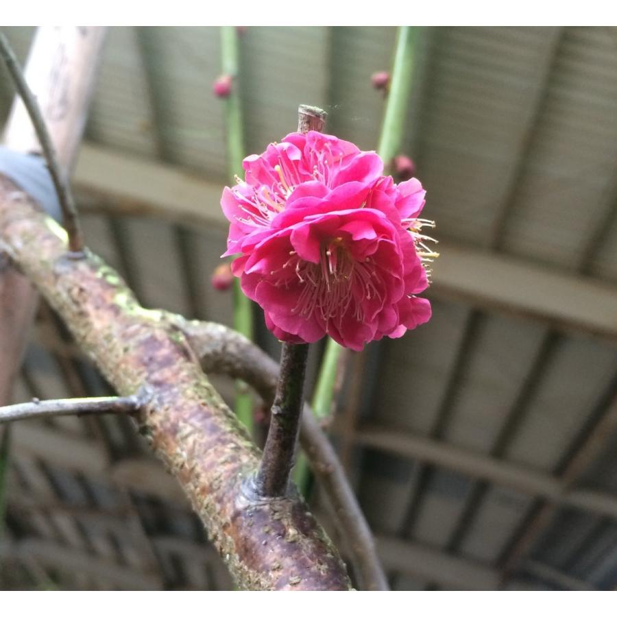 しだれ梅 約2.5m 希少な真紅の赤花 美樹形株 特大株 植木苗木