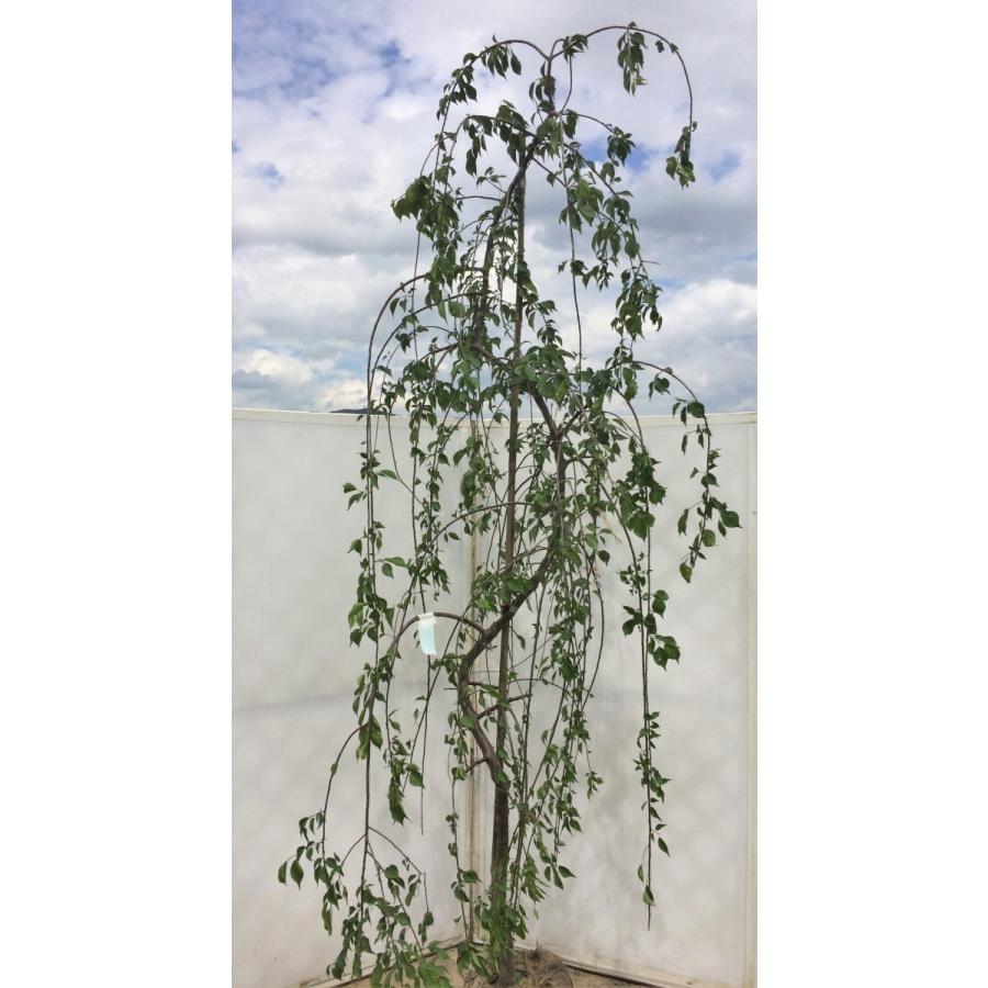 希少 しだれ梅 しだれ梅 約2.5m 希少な真紅の赤花 美樹形株 特大株 植木苗木