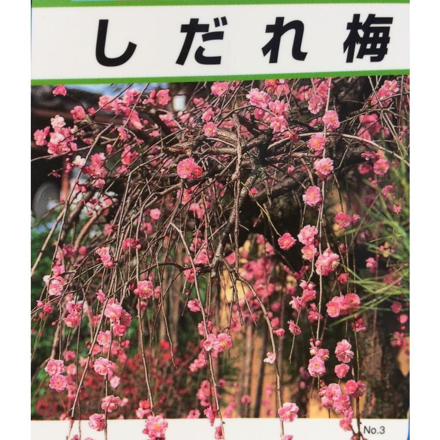 しだれ梅 ピンク花 約2 2ｍ 特大株 大株植木苗木 枝垂れ梅 お買い得なおまかせ株 送料無料 Sidareume 大福樹苗園 通販 Yahoo ショッピング