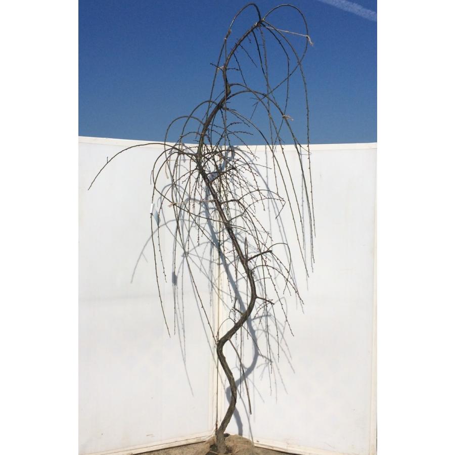 しだれ梅 ピンク花 約2.5m 特大株 大株植木苗木 枝垂れ梅 お買い得な