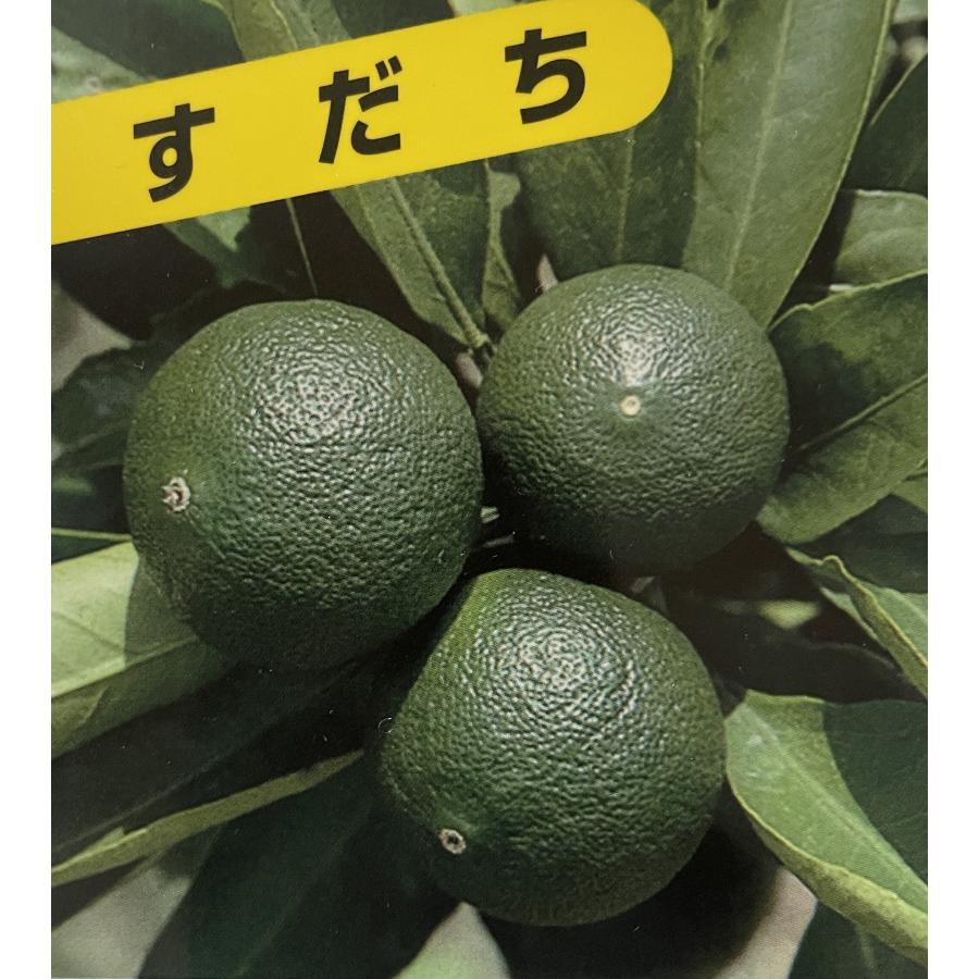 すだち スダチの木 約1.5m 規格販売 大苗 植木 苗木 果樹 ミカンの