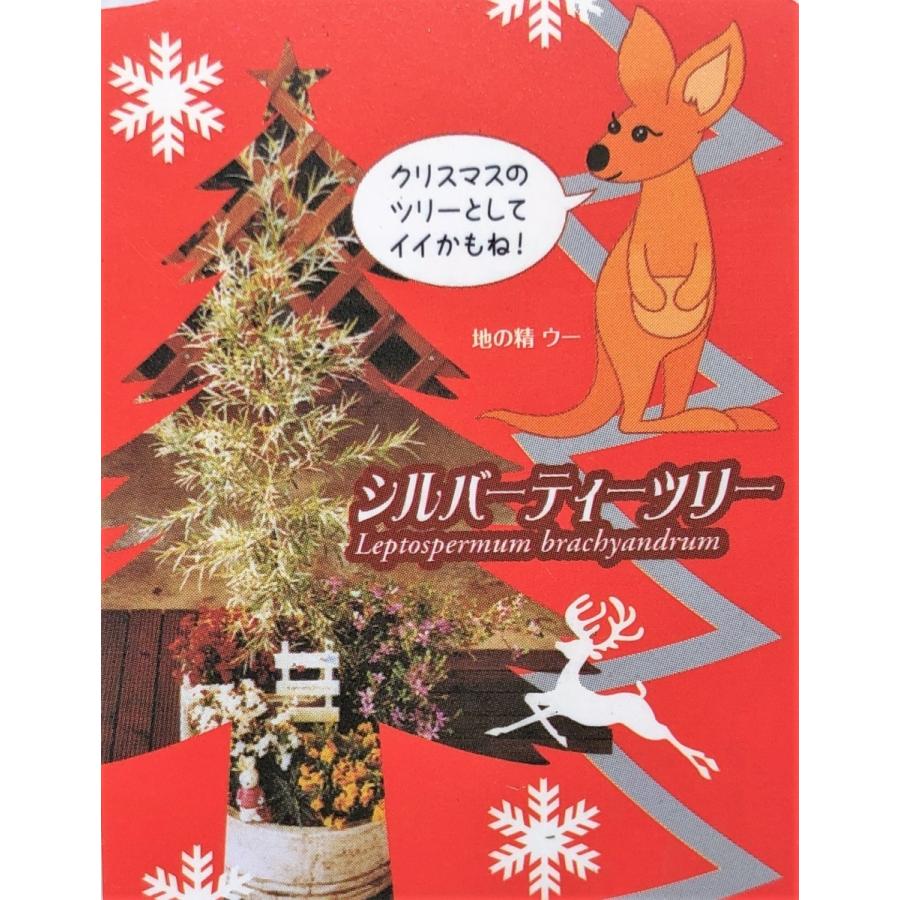 シルバーティーツリー 約1.2m 特大植木苗木 常緑樹 規格販売 シルバーティーツリー 約1.2m 特大植木苗木 常緑樹 規格販売