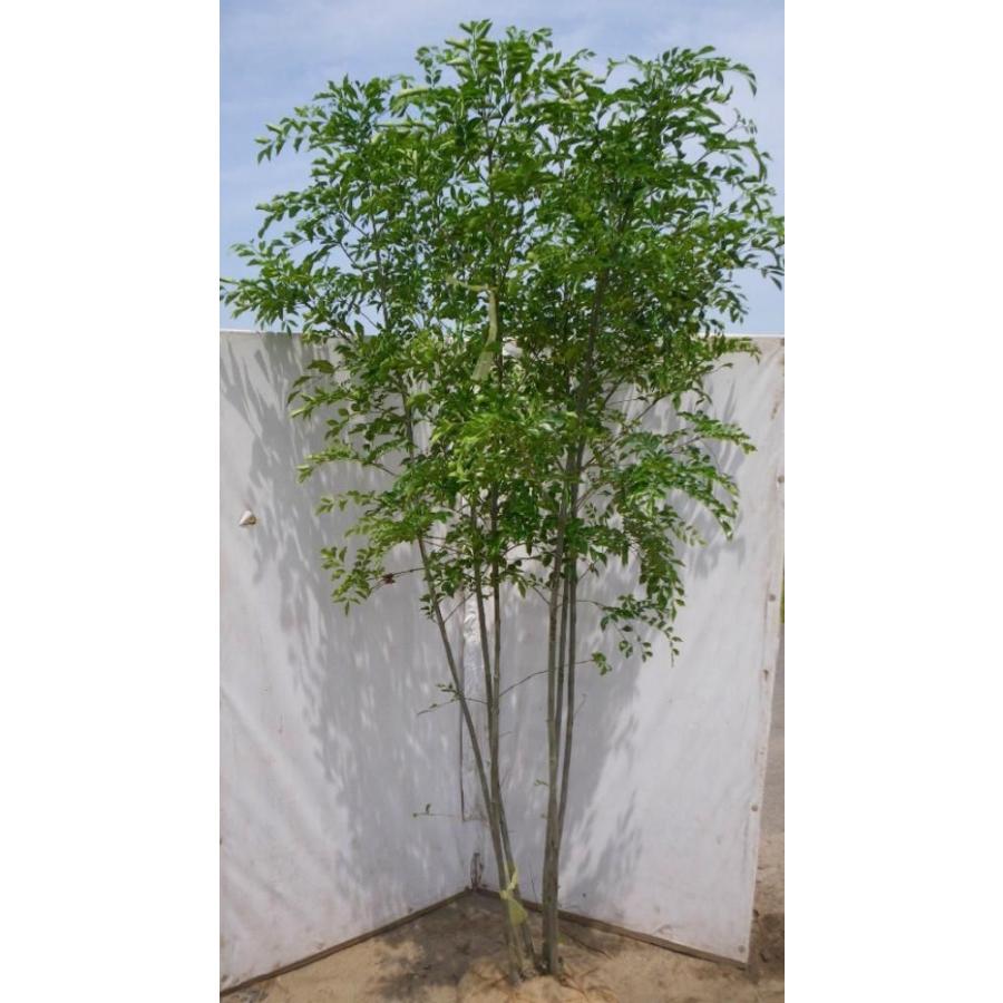 シマトネリコ 株立ち 約1.7m 大株植木苗木 シンボルツリー シマトネリコ 株立ち 約1.7m 大株植木苗木 シンボルツリー