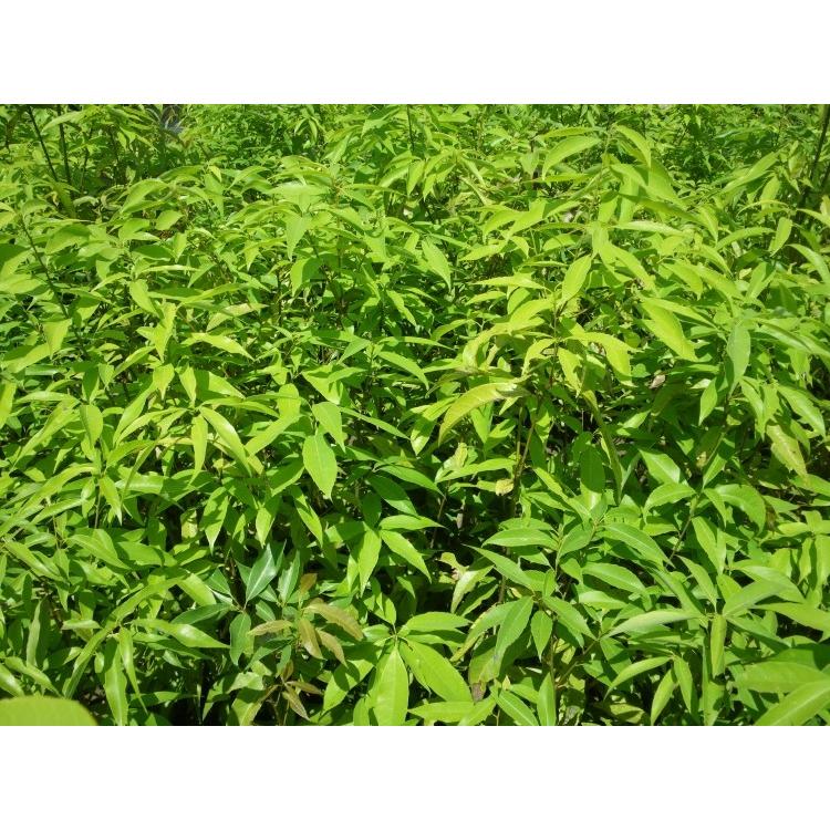 どんぐりの木 シラカシ 株立ち 約2m 特大株 お買い得なおまかせ株