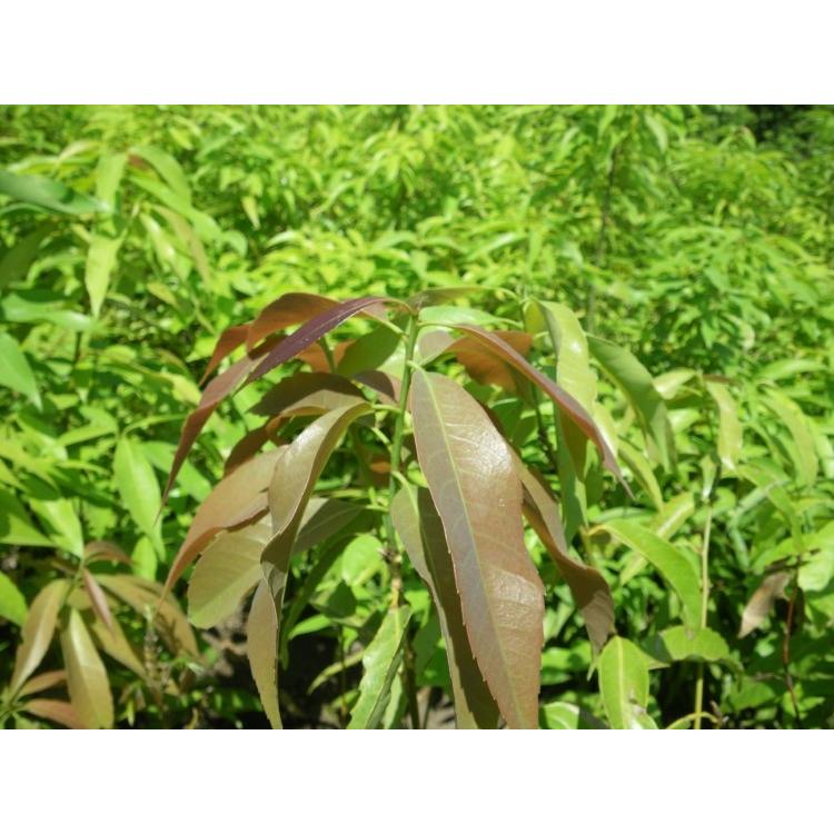 どんぐりの木 シラカシ 株立ち 約2.5m 超特大株 お買い得なおまかせ株