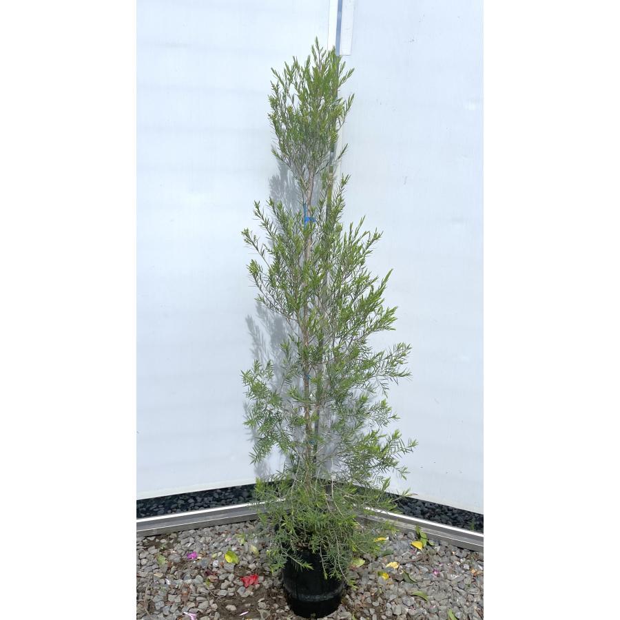 白花メラレウカ メディカルツリー 約1.7m 特大株 植木苗木大苗 