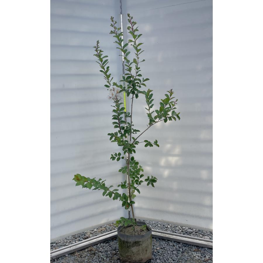 サルスベリの木 白花 約2m 1本株 真っ白な百日紅 大株植木苗木