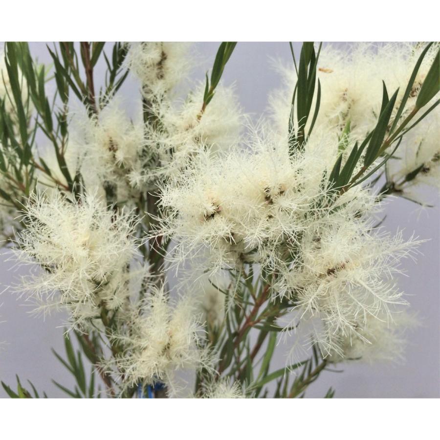 メラレウカ スノーインサマー 約1.7m 大株苗木 ティーツリー お買い得