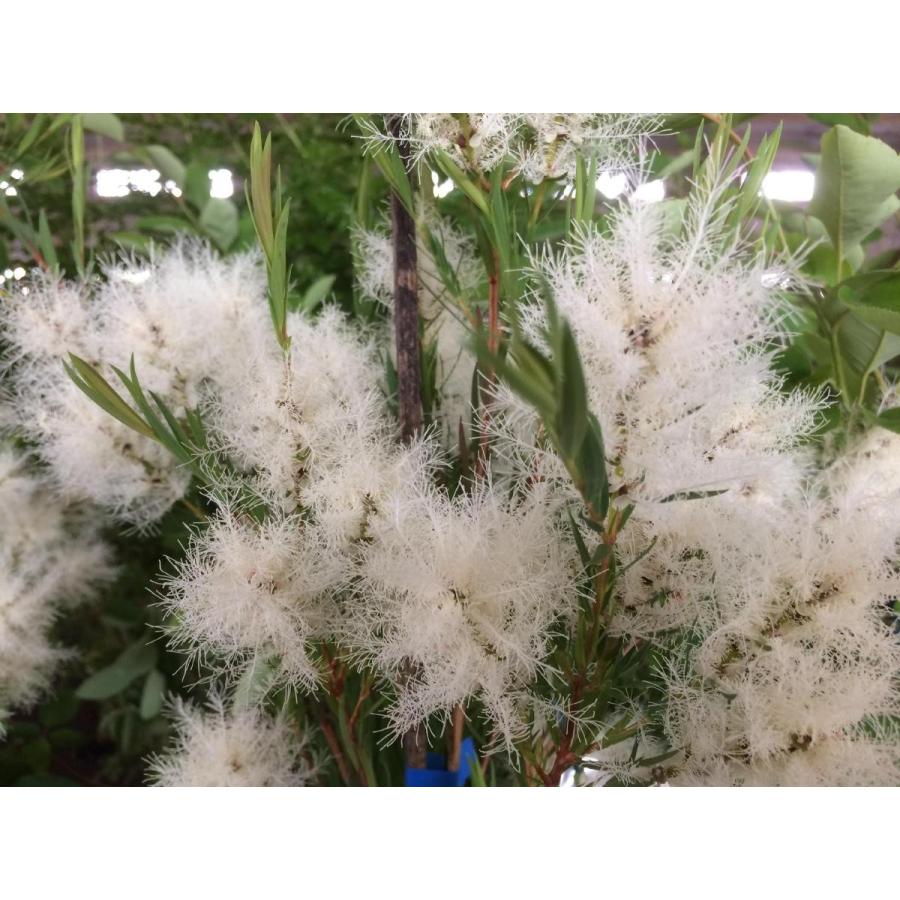 良形のティーツリー スノーインサマー 611 樹高1.4m位 メラレウカ 香り木 楽天市場】【ティーツリー】スノーインサマー メラレウカ