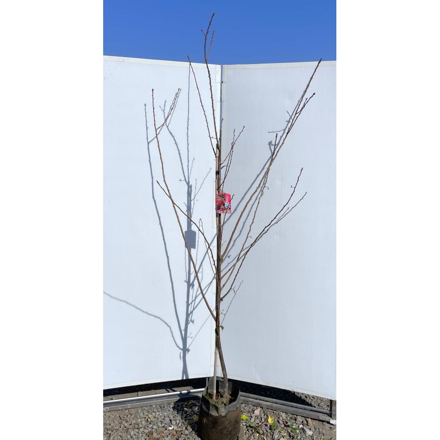 染井吉野桜 ソメイヨシノ 約2m 特大株 植木苗木 お買い得なおまかせ