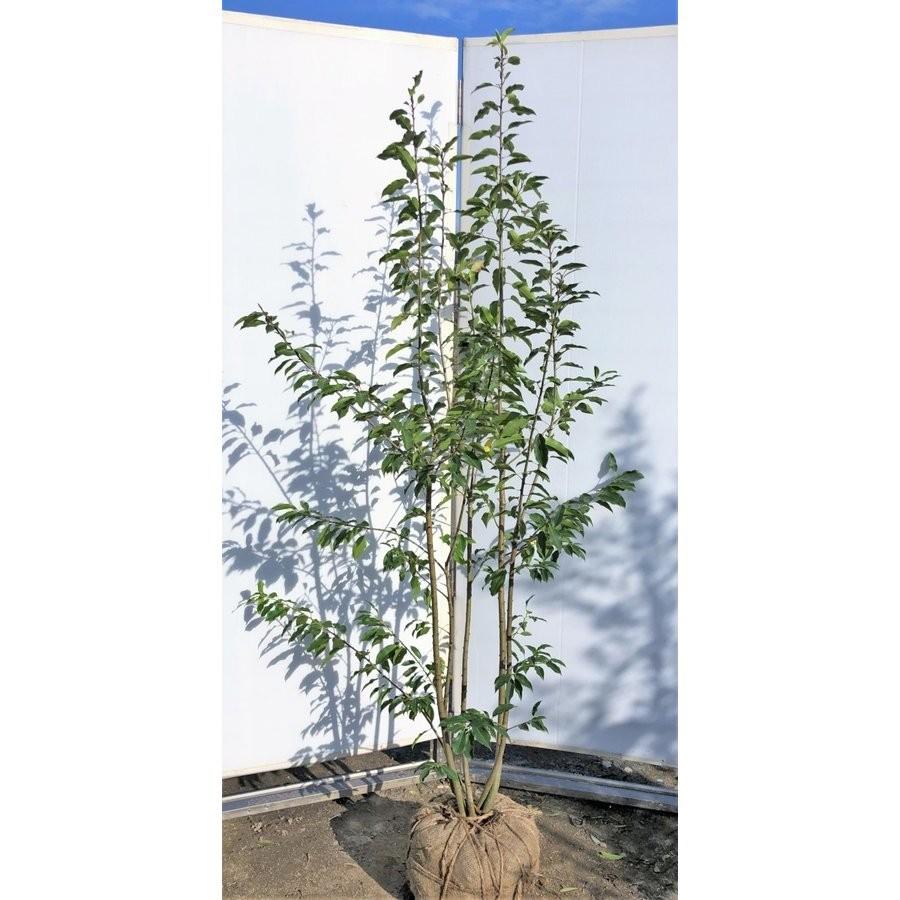 ソヨゴの木 株立ち 約2m 特大株 植木苗木大苗 赤い実が成る木 ソヨゴの木 株立ち 約2m 特大株 植木苗木大苗 赤い実が成る木