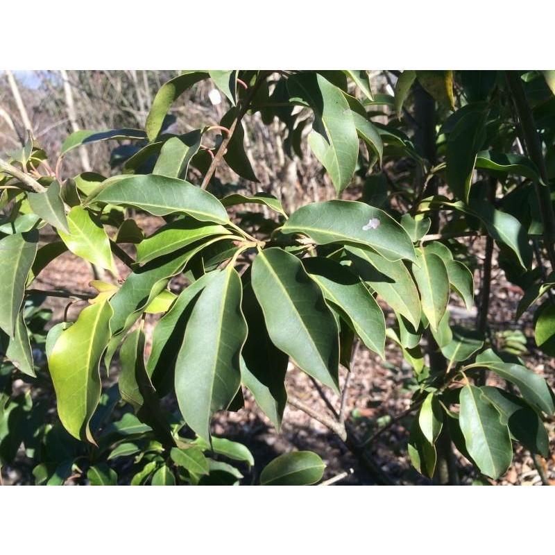 ソヨゴの木 株立ち 約1.7m 特大株 植木苗木大苗 赤い実が成る木 ソヨゴの木 株立ち 約1.7m 特大株 植木苗木大苗 赤い実が成る木