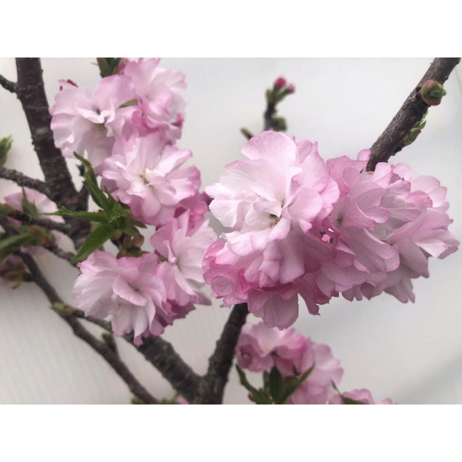 松月桜 約1 7ｍ ふわふわ花の八重桜 遅咲き 特大植木苗木 お買い得なおまかせ株 送料無料 Syougetusakura17 大福樹苗園 通販 Yahoo ショッピング
