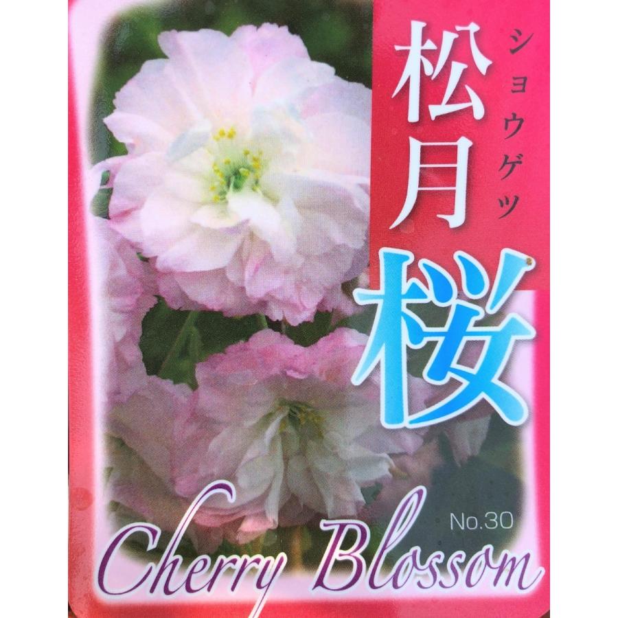 新版 松月桜 約2 2ｍ ふわふわ花の八重桜 遅咲き 特大株 植木苗木 ショウゲツザクラ お買い得なおまかせ株 送料無料 美しい Www Schoolmela Org