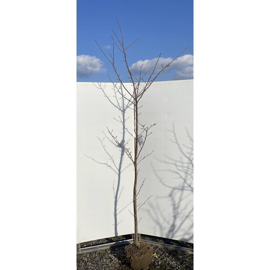 松月桜 約2 5ｍ ふわふわ花の八重桜 遅咲き 特大株 植木苗木 ショウゲツザクラ お買い得なおまかせ株 送料無料 Syougetusakura25 大福樹苗園 通販 Yahoo ショッピング