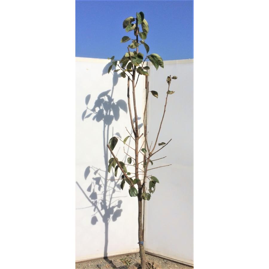 太秋柿の木 約2 5ｍ 超特大株 大秋柿 植木苗木 ジャンボ甘柿 タイシュウ柿苗 お買い得なおまかせ株 送料無料 Taisyuu25 大福樹苗園 通販 Yahoo ショッピング