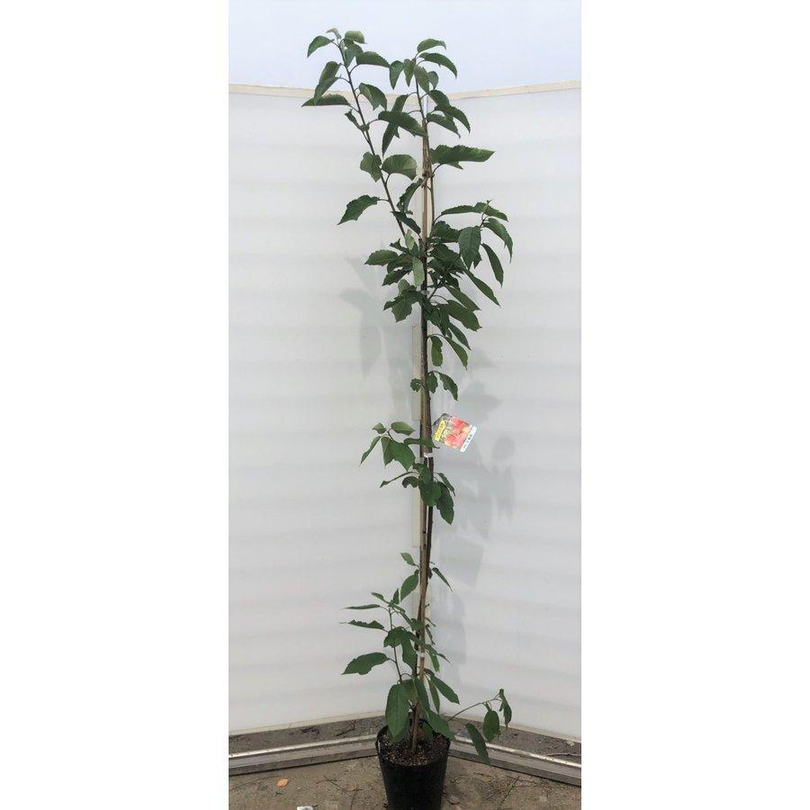 さくらんぼの木 高砂 約２ｍ 特大株 植木苗木 お買い得なおまかせ株 ダカサゴ 果樹 桜桃 オウトウ 送料無料 Takasago 大福樹苗園 通販 Yahoo ショッピング