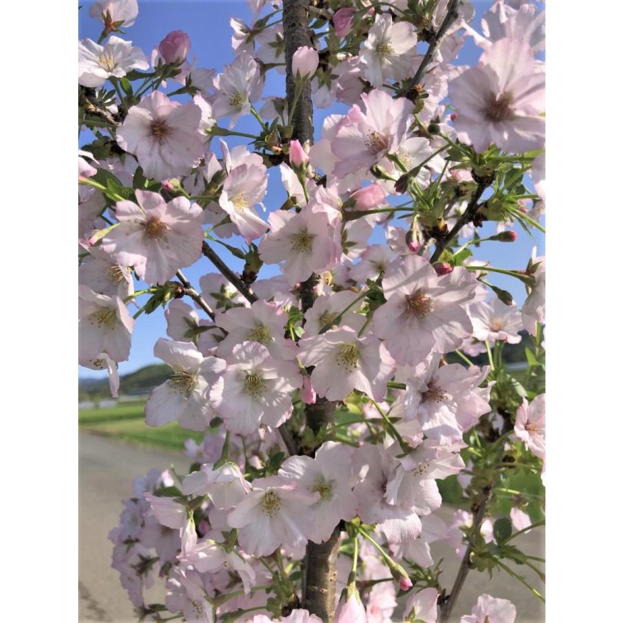 富士桜 約1 7ｍ 特大株 薄ピンク花 植木苗木大苗 規格販売 お買い得なおまかせ株 送料無料 Tatifujisakura17 大福樹苗園 通販 Yahoo ショッピング