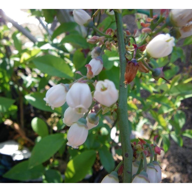 ブルーベリー ティフブルー 特大苗木 株立ち 約２ｍ 特大株 お買い得なおまかせ株 ラビットアイ系 大実品種 送料無料 Tif Bluek 大福樹苗園 通販 Yahoo ショッピング