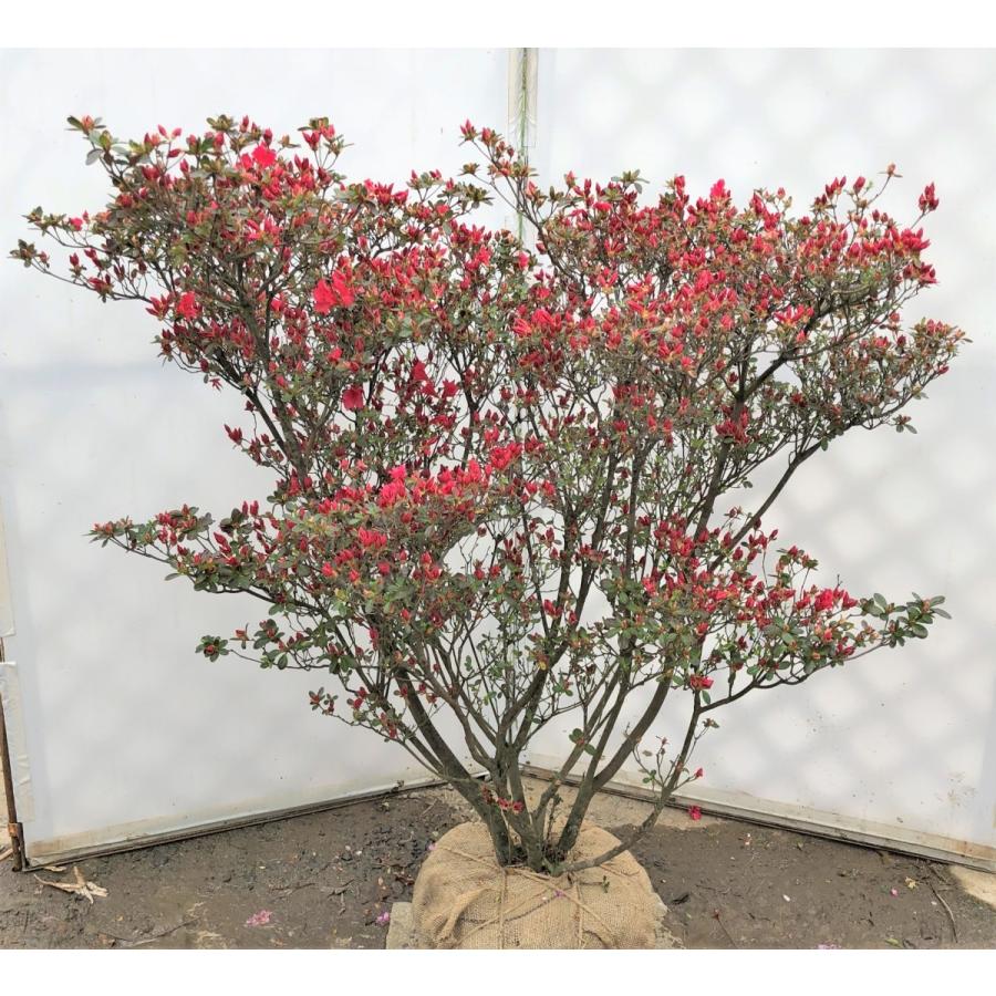 久留米ツツジ 筑紫紅 株立ち 約1.3m 規格販売 特大株 チクシベニ 植木 