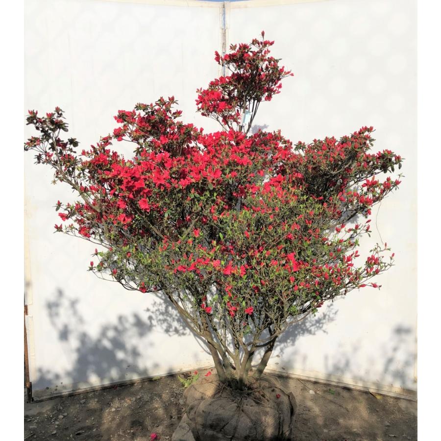 希少品種 良形の極上株 ツツジ フジムスメ 499 樹高1.4m位 株立 希少品種 良形の極上株 ツツジ フジムスメ 499 樹高1.4m位 株立