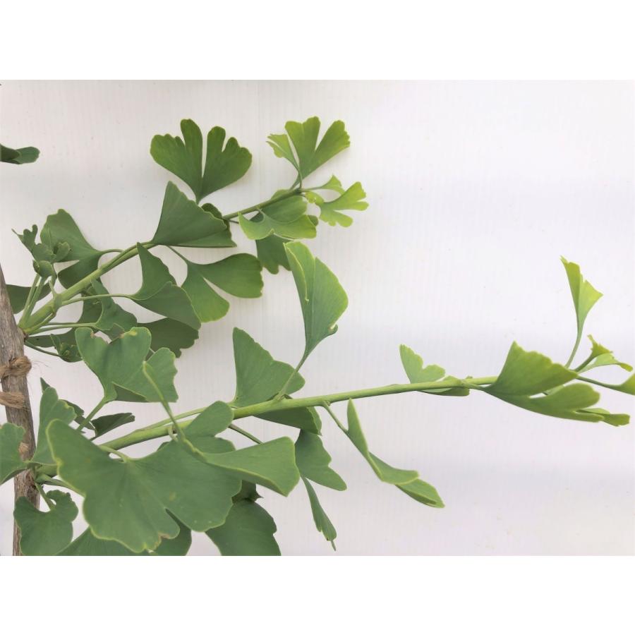 銀杏の木 藤九郎 約1.7m 特大植木苗木 大苗果樹 大実品種 ギンナン