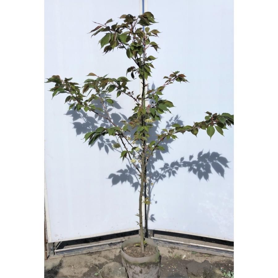 黄桜 ウコンバナ桜 約２ｍ 黄花の桜 鬱金桜 八重桜 特大植木若木 お掘り出し物なおまかせ株 貨物輸送無料 苗木、植木-落葉樹-花、ガーデニング