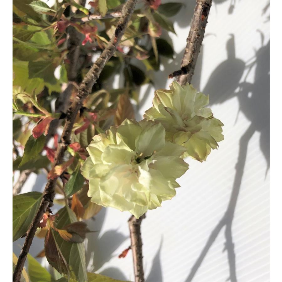 黄桜 ウコン桜 約2.2m 黄花の桜 鬱金桜 八重桜 超特株 植木 苗木 大苗
