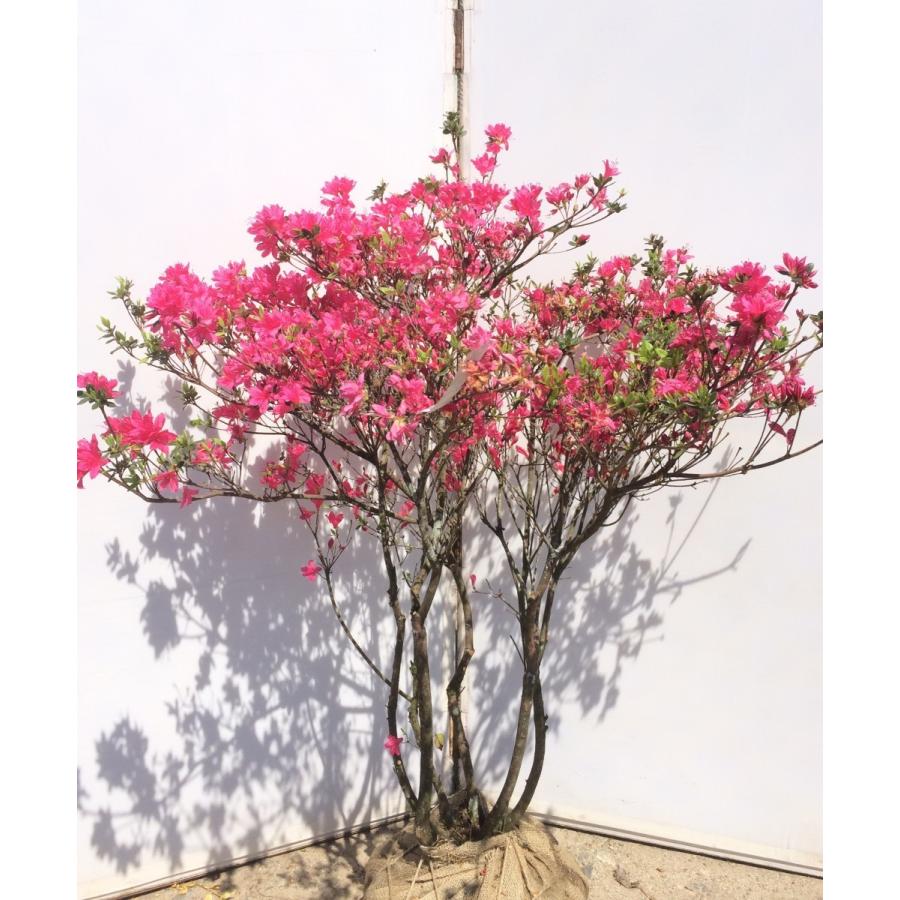 久留米ツツジ 若楓 株立ち 約1 5ｍ 希少品種 Wakakaede15k 大福樹苗園 通販 Yahoo ショッピング