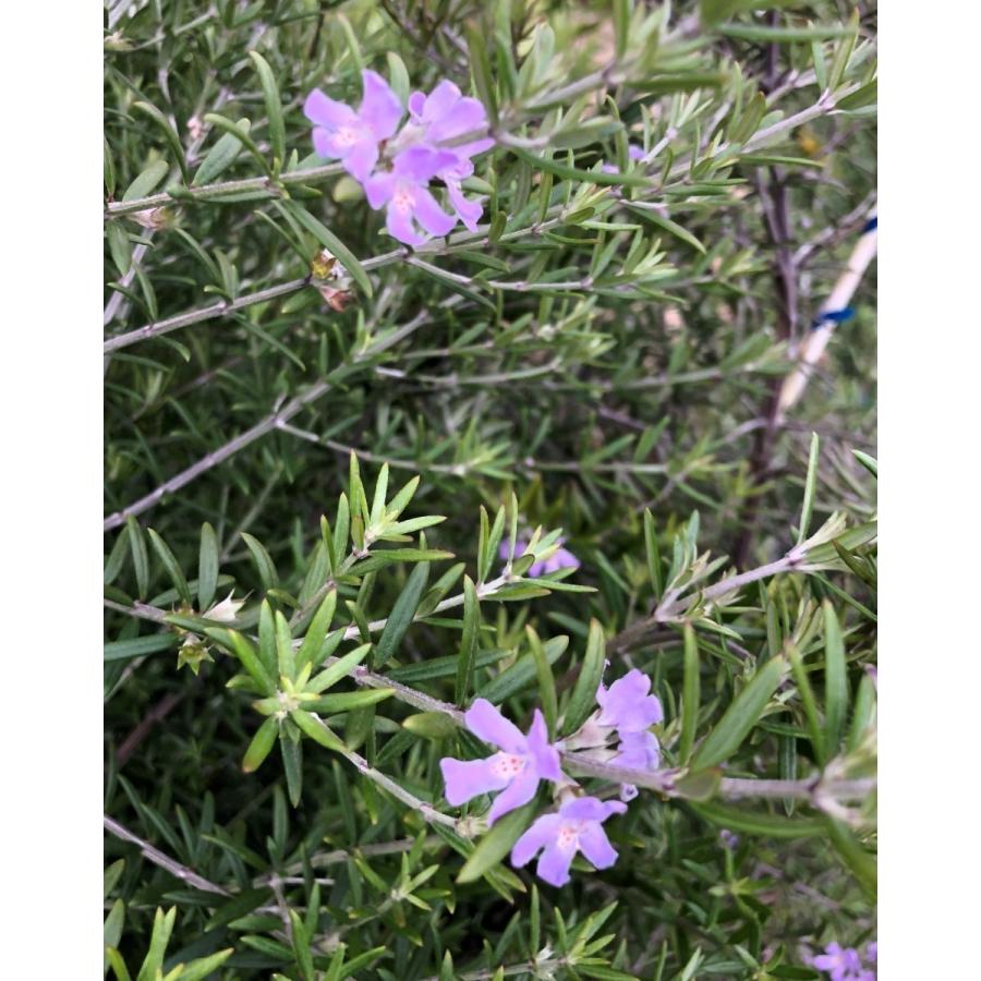 四季咲きウエストリンギア 約1.5m 特大株 大苗植木苗木 オーストラリア