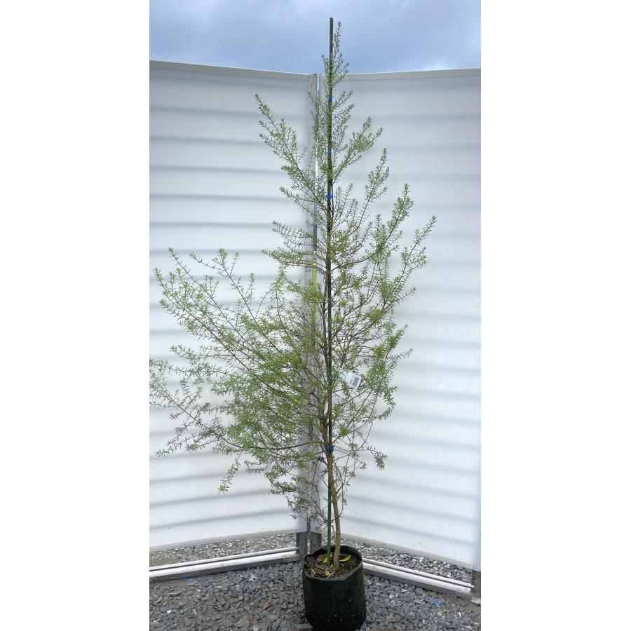 四季咲きウエストリンギア 約2m 規格販売 特大株 植木 苗木 大苗