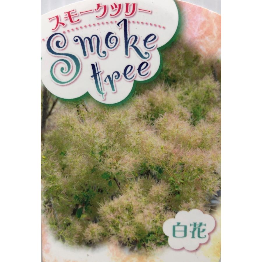 スモークツリー　白花　約1.5ｍ　ケムリノキ　特大株　植木苗木　ケムリの木　煙の木　お買い得なおまかせ株　送料無料 