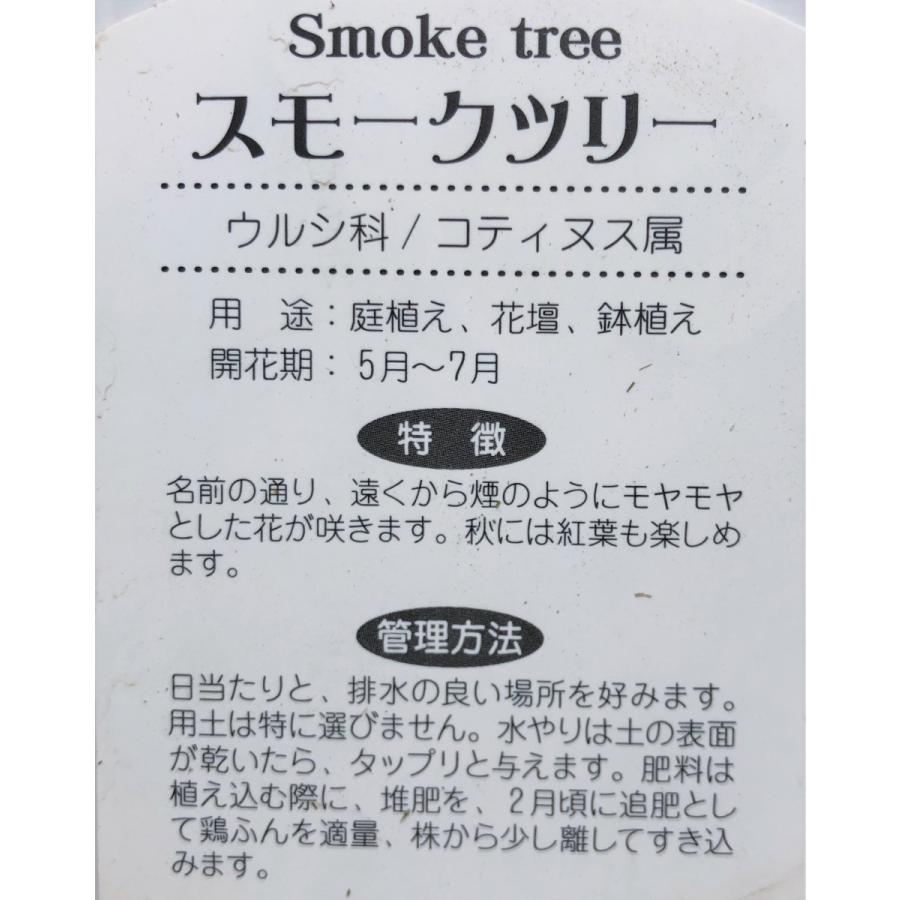 スモークツリー　白花　約1.5ｍ　ケムリノキ　特大株　植木苗木　ケムリの木　煙の木　お買い得なおまかせ株　送料無料 