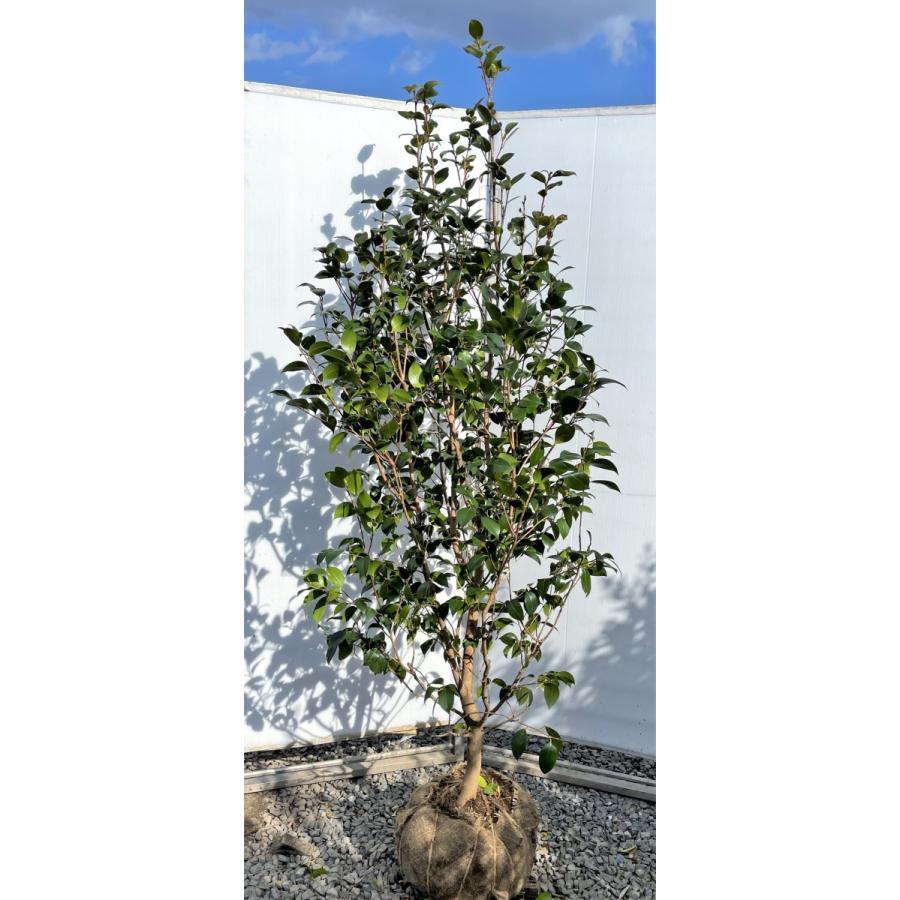 椿の木 ヤブツバキ 約1.7m 規格販売 特大株 藪椿 赤花ツバキ 植木