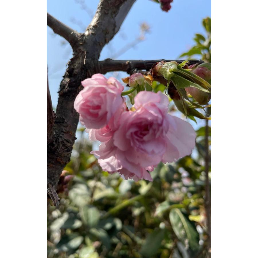 菊咲き 八重しだれ桜 約1.7m 特大株 規格販売 植木 苗木 大苗