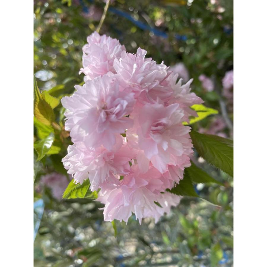 菊咲き 八重しだれ桜 約1.7m 特大株 規格販売 植木 苗木 大苗